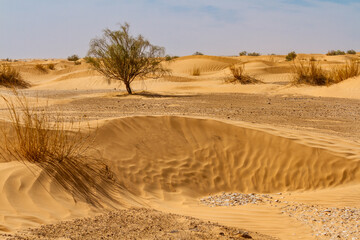 Green tamarisk trees  (Tamarix aphylla) and a clump of desert bunchgrass (Panicum turgidumon) a...