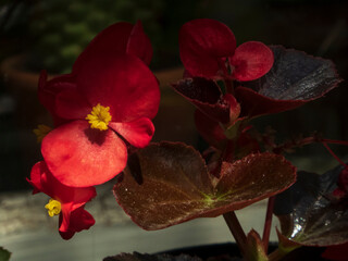 Vibrant Red Begonia Flowers with Dark Leaves in Partial Shade