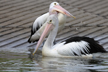 pelican
