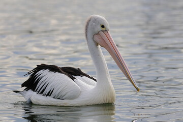 australian pelican
