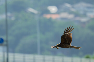 Black kite is flying
