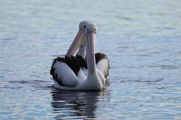 australian pelican