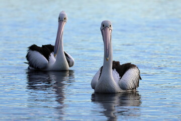australian pelican