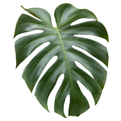 Tropical leaves monstera isolated on white background. monstera leaf. Object with clipping path