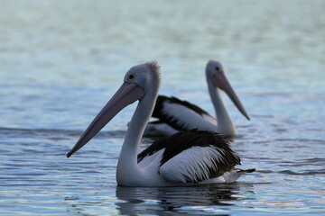 australian pelican