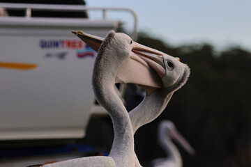 fighting pelican