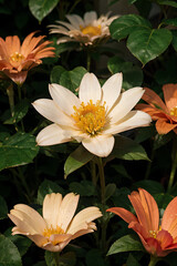 yellow and white flowers