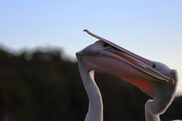fighting pelican