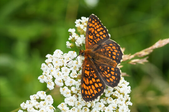 Closeup on a colorful orange European Fritillary butterfly species, Melitaea with spread wings
