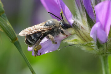 Closeup on a female longhorn solitary bee, Eucera drinking nectar from a Bituminaria bituminosa flower