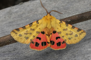 Vibrant closeup on a Purple Tiger moth, Diacrisia purpurata showing it's bright red underwings