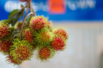 A bunch rambutan, a typical fruit from ASEAN Countries