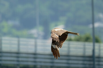 Bird of Prey Gliding in the Sky