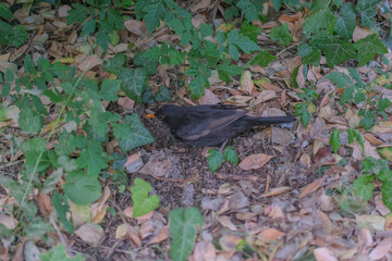 A blackbird standing on the ground among dry leaves and green foliage in a shaded garden area.