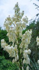 White flowering bush in full bloom, vertical orientation, captured in natural daylight.