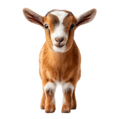 Fototapeta premium Adorable baby goat with soft brown and white fur standing upright looking directly at the viewer Innocent expression isolated on transparent background. PNG die-cut for advertising