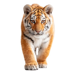 Obraz premium An adorable tiger cub with vibrant orange fur and black stripes walks forward looking directly ahead isolated on transparent background. PNG die-cut for advertising