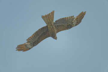 Black kite is flying