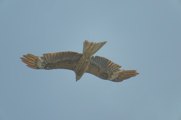 Bird of Prey Gliding in the Sky