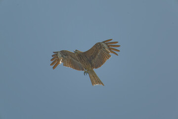Bird of Prey Gliding in the Sky