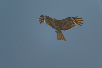 Black kite is flying
