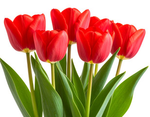 Fototapeta premium red tulips isolated on white