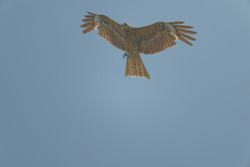 Black kite is flying