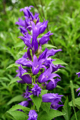 Campanula bellflower , in forest