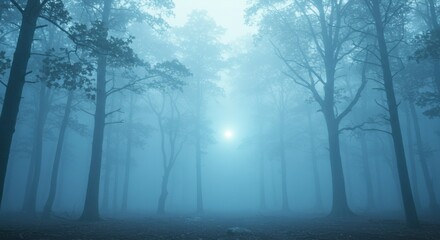 Misty forest at dawn