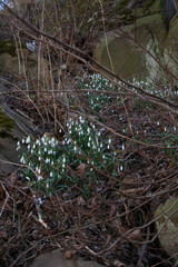 Wild snowdrops blooming among dry leaves and rocks in early spring.
Cluster of wild snowdrops growing in rocky woodland area, signaling early spring bloom