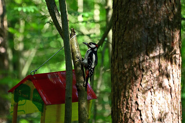 A wild woodpecker flew onto a bird feeder in search of food.