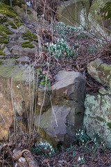 Snowdrops Blooming Between Mossy Stones in Stockholm.
White snowdrops blooming between moss-covered rocks and dry twigs in a forest area in Stockholm, Sweden.