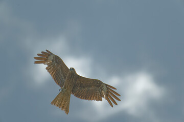 Black kite is flying