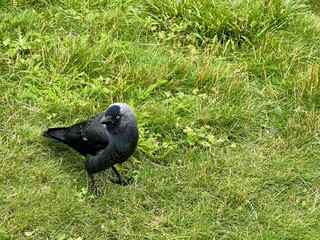 A black pebble walks on the lawn on a summer day. High quality photo