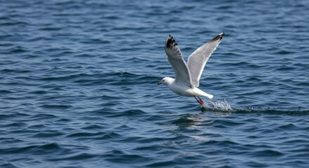 Seagull taking flight over water