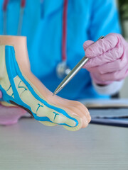 Medical professional demonstrates foot anatomy using model and pen to explain important structures