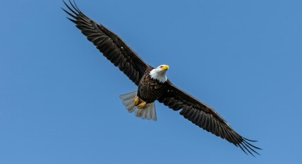 Fototapeta premium Majestic eagle soaring (2)