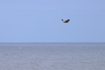 white-bellied eagle