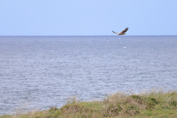 white-bellied eagle
