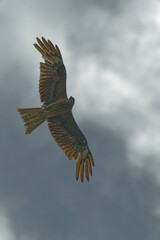 Black kite is flying