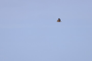 white-bellied eagle