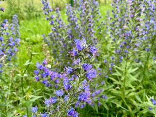 Blooming lavender on a summer day . High quality photo