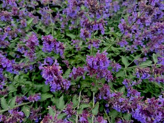 Blooming lavender on a summer day . High quality photo