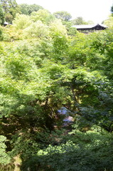 【京都】東福寺の通天橋と川の流れと青もみじ
