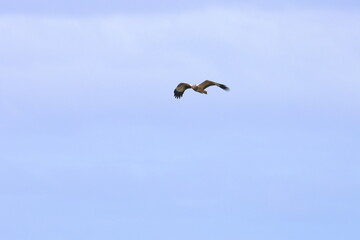 white-bellied eagle