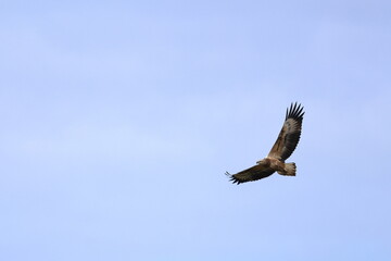 white-bellied eagle