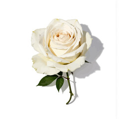 White rose with green leaves on white background  
