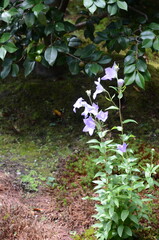 【京都】東福寺天徳院に咲く桔梗の花