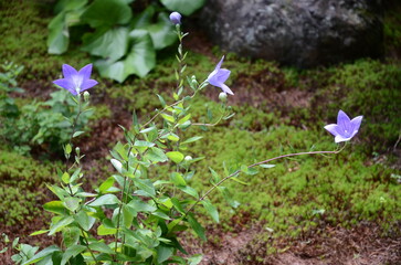 【京都】東福寺天徳院に咲く桔梗の花