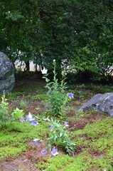 【京都】東福寺天徳院に咲く桔梗の花
